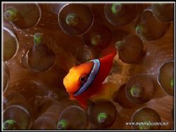 Funky anemone for this male Bridled clown fish by Yves Antoniazzo 